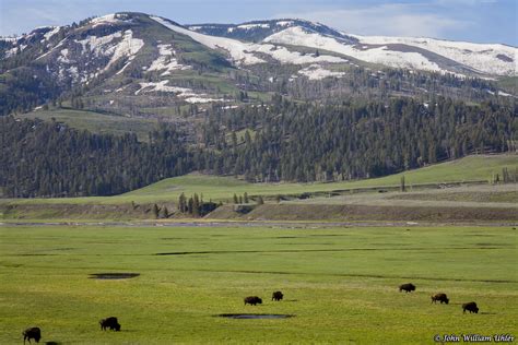 lamar valley yellowstone national park.
